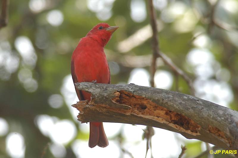 Piranga rubra